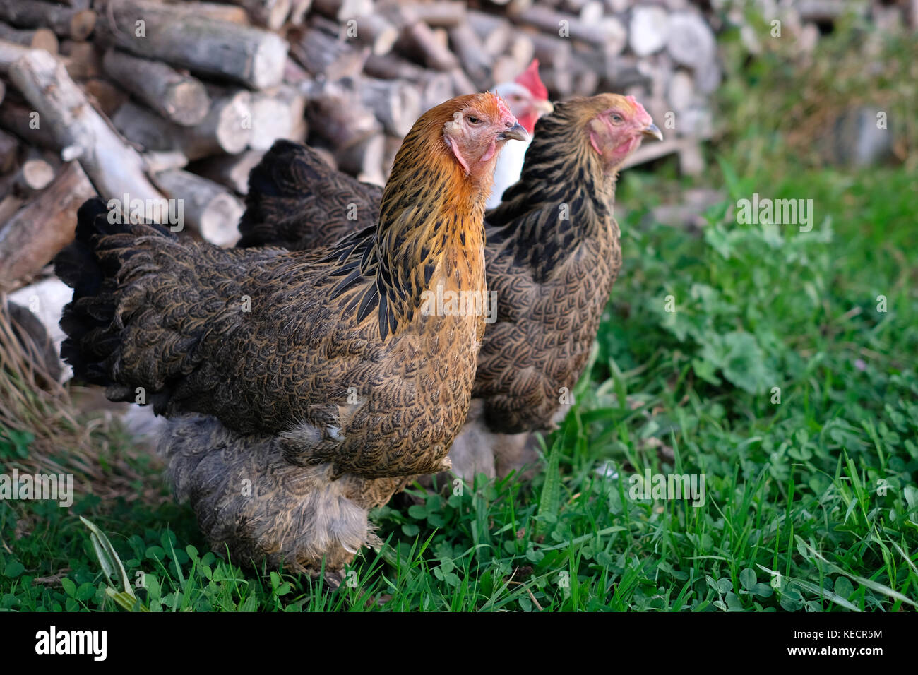 Paire de gros poulets de basse-cour en itinérance brahma Banque D'Images