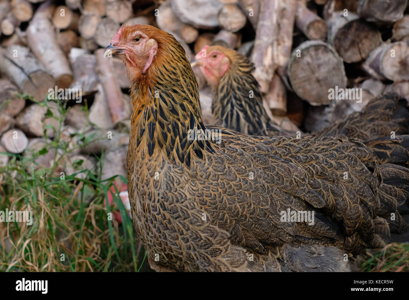 Paire de gros poulets de basse-cour en itinérance brahma Banque D'Images