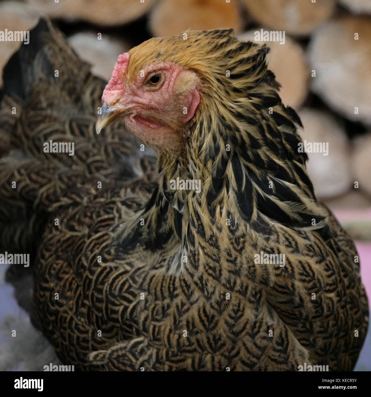 Close up d'un grand poulet brahma roaming in farmyard Banque D'Images