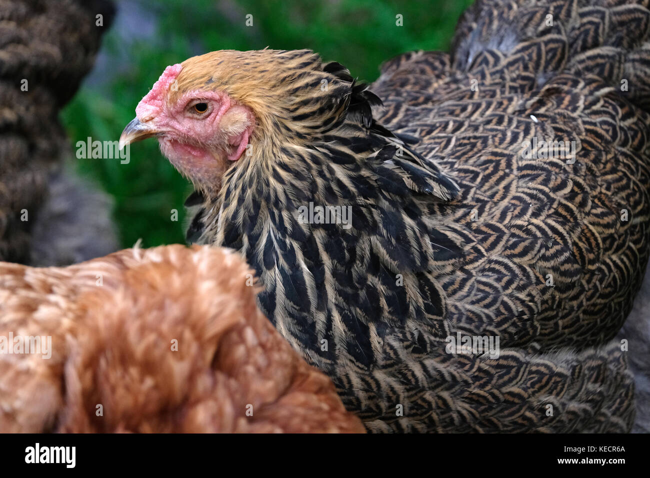 Close up d'un grand poulet brahma roaming in farmyard Banque D'Images