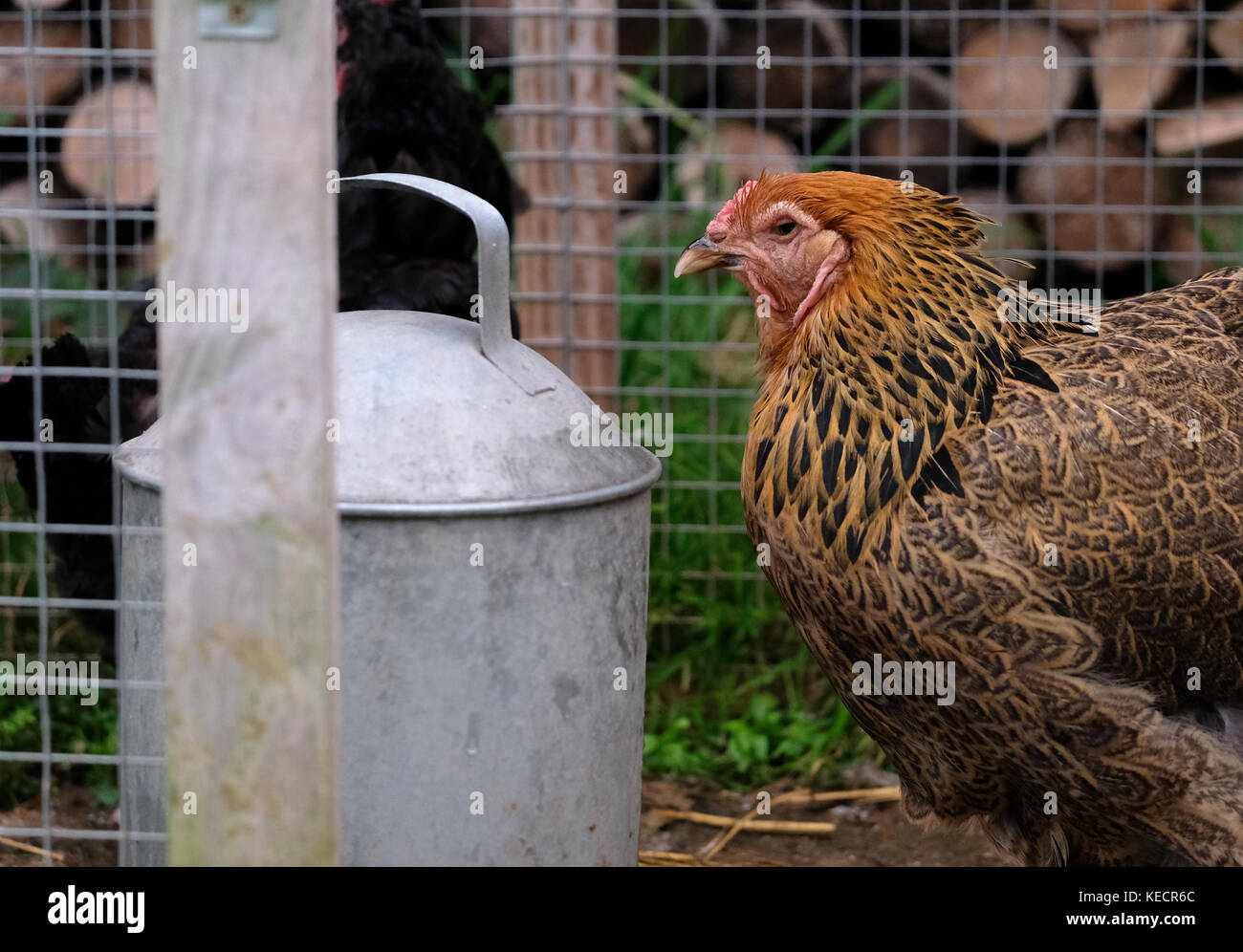 Close up d'un grand poulet brahma roaming in farmyard Banque D'Images