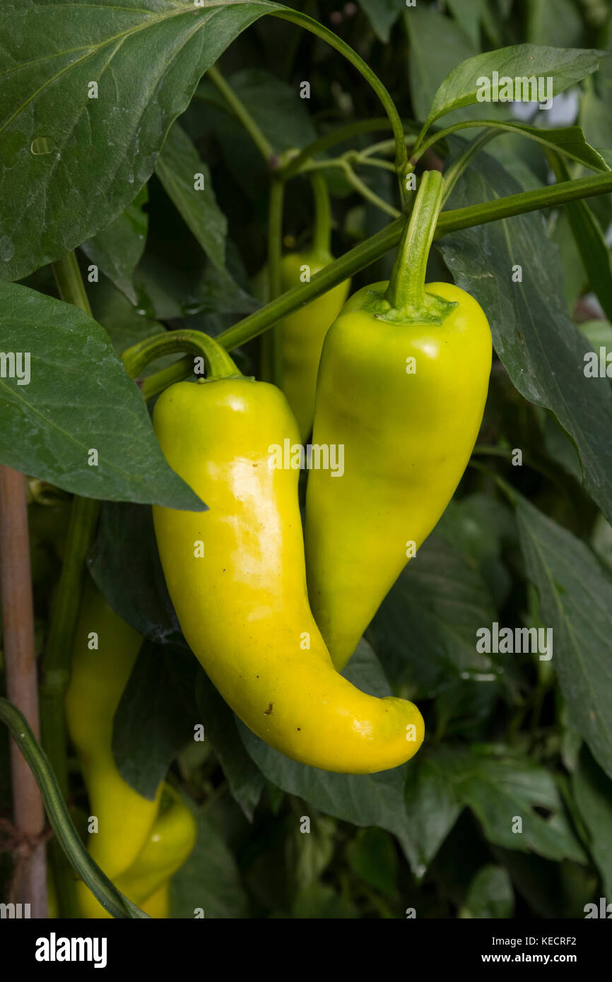 Poivrons doux biologique en croissance à un polytunnel dans le Shropshire, England, UK Banque D'Images
