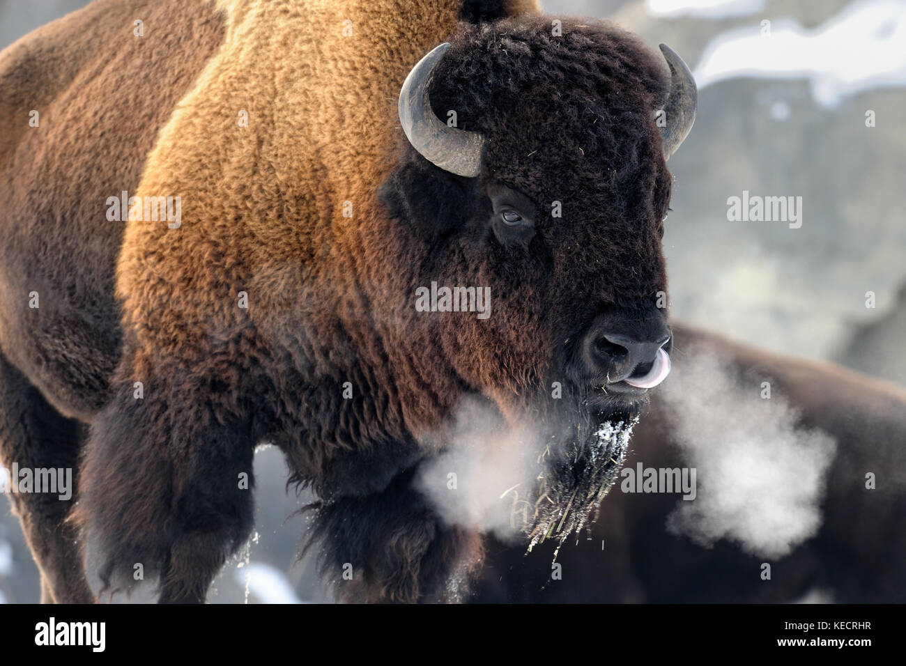 Le bison d'Amérique (Bison bison) la respiration pendant l'hiver Banque D'Images
