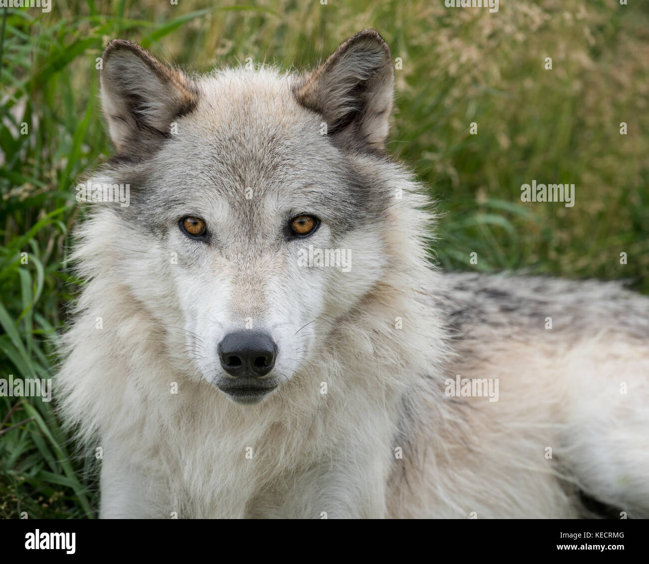 Portrait de loup gris sauvage à l'extérieur parc national de Yellowstone Banque D'Images