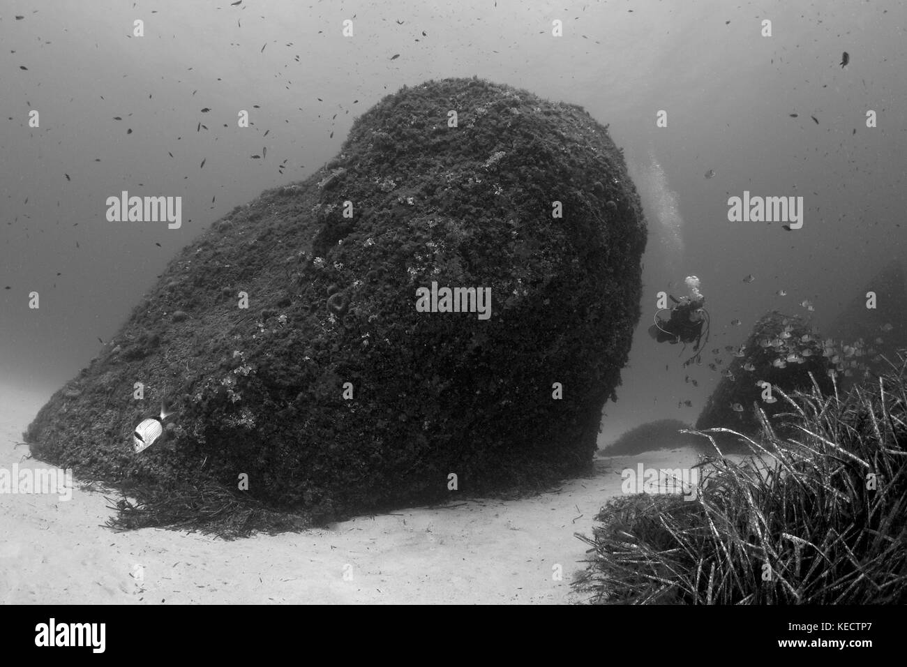 Vue sous-marine d'une femelle plongée sous-marine regardant une école de poissons dans le parc naturel de ses Salines (Formentera, Iles Baléares, Mer méditerranée, Espagne) Banque D'Images