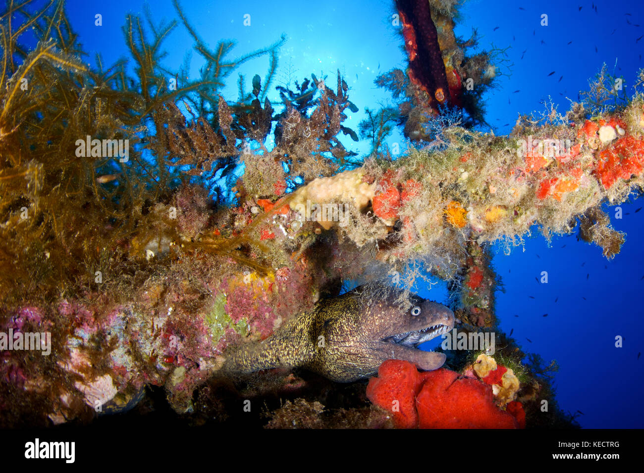 Une murène (Muraena helena Méditerranée) le masquage de la Plataforma épave au Parc Naturel de Ses Salines de Formentera (Baléares, Espagne) Banque D'Images