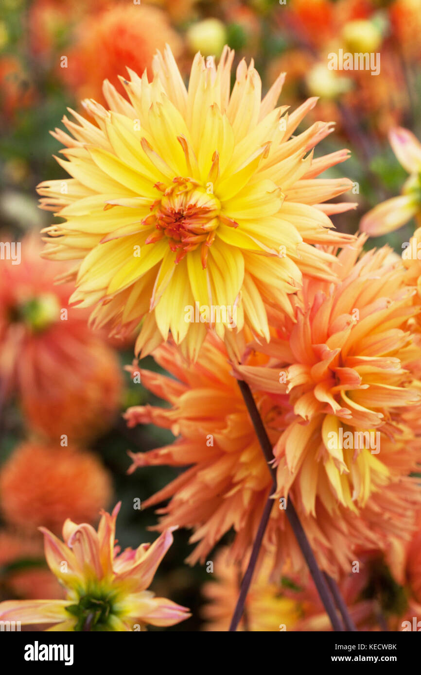 Dahlia jaune '' en fleurs fleurs Bellona Banque D'Images