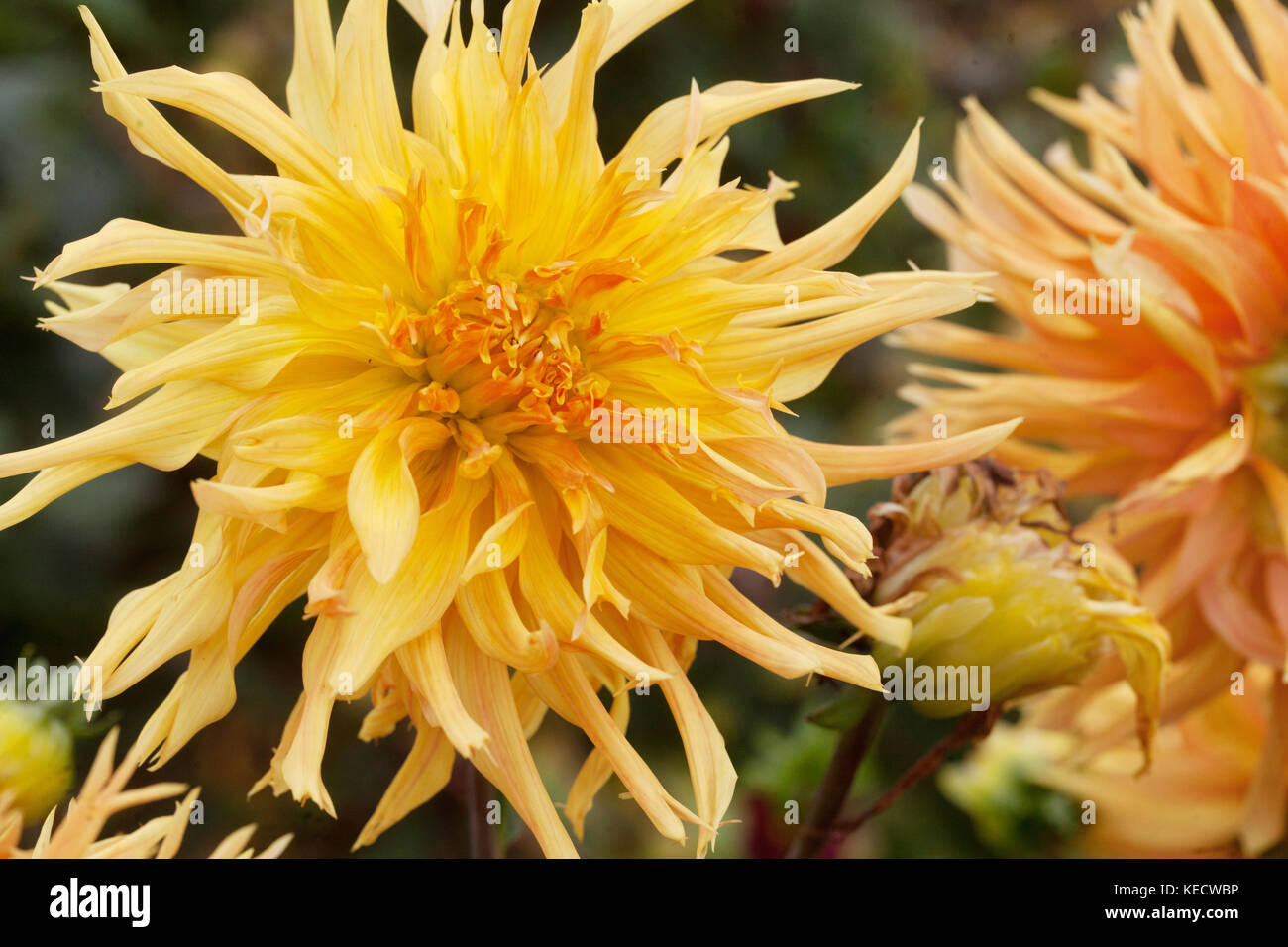 Jaune Orange dahlia ' fleurs' Columbo Banque D'Images