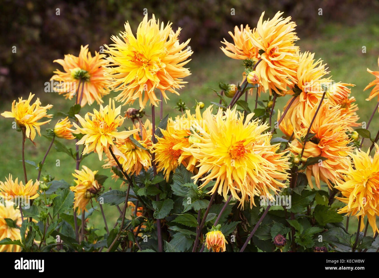 Fleurs de dahlia 'Columbo' jaune orangé en fleur Dahlias pour boutures Banque D'Images