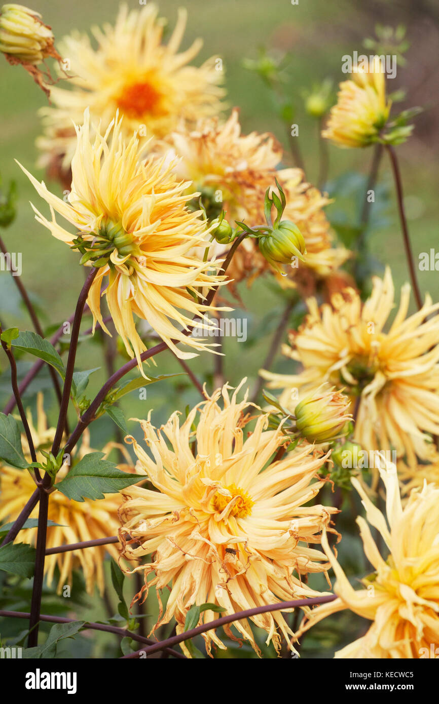 Dahlia jaune orangé ' Harmonia' fleurs en fleur Dahlias pour les boutures Banque D'Images