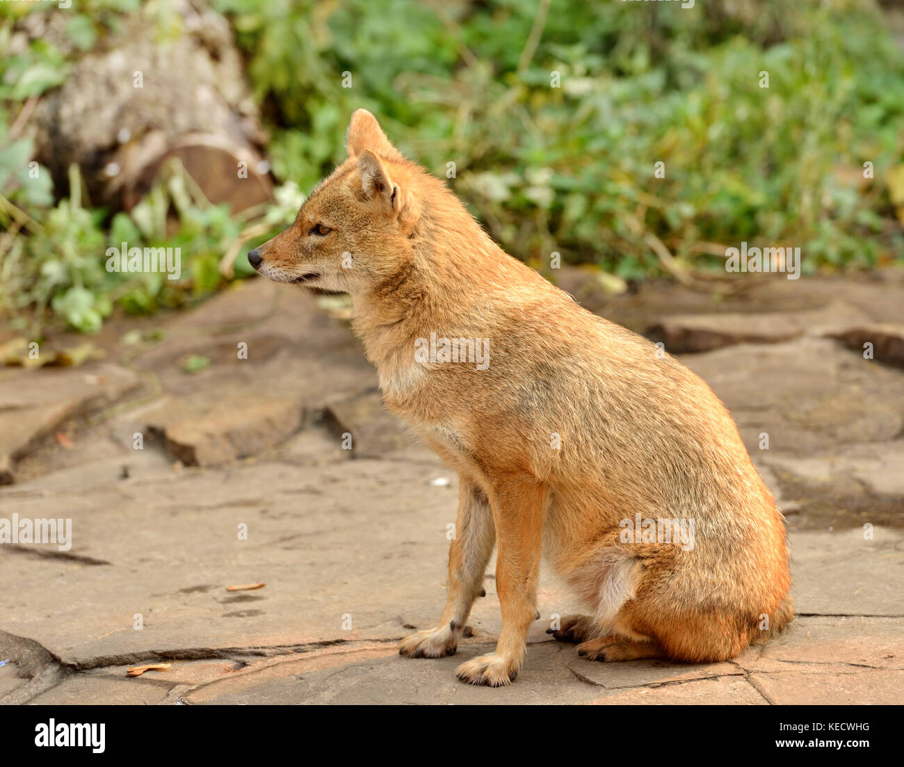 Le chacal doré (Canis aureus) Banque D'Images