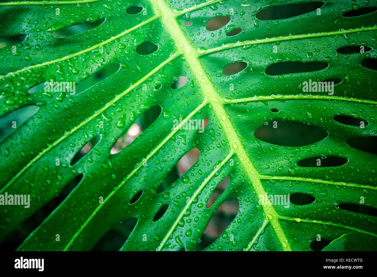Close up d'cheeseplant avec gouttes de Banque D'Images