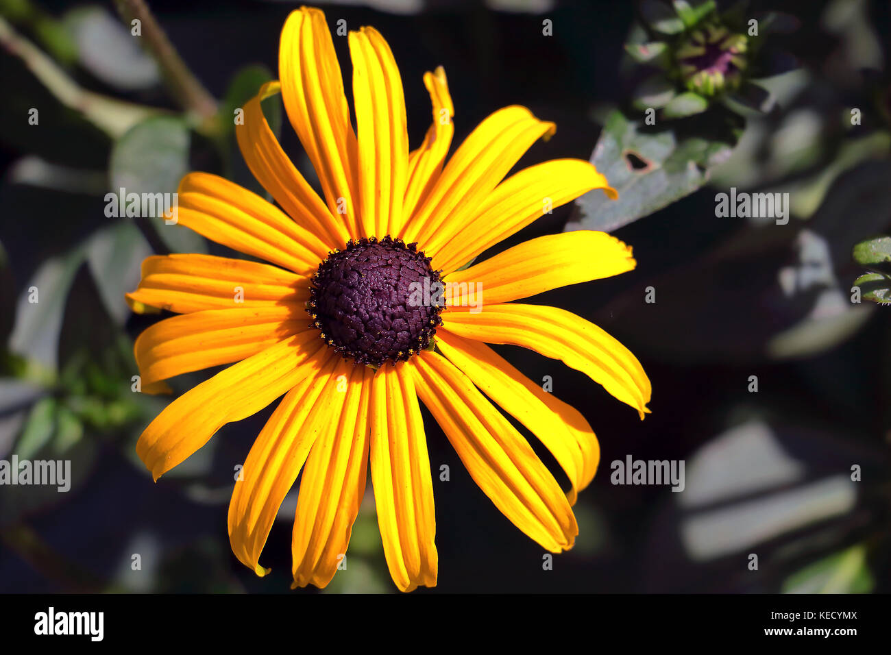 Coneflower rudbeckia - - Black Eyed Susan Banque D'Images