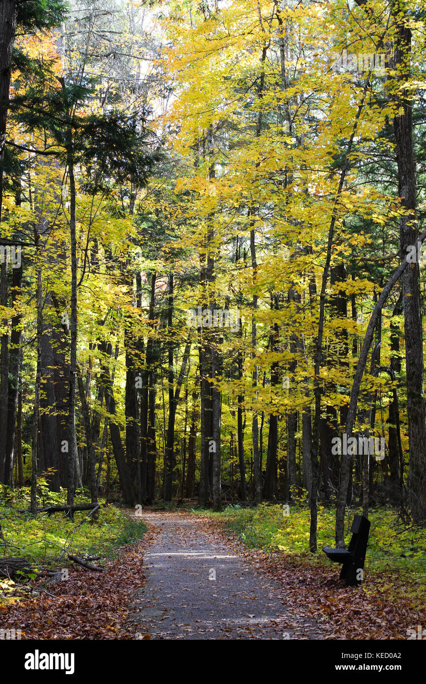 Un beau chemin d'automne dans un parc d'état dans le nord du Michigan en octobre avec les feuilles d'automne et les couleurs Banque D'Images