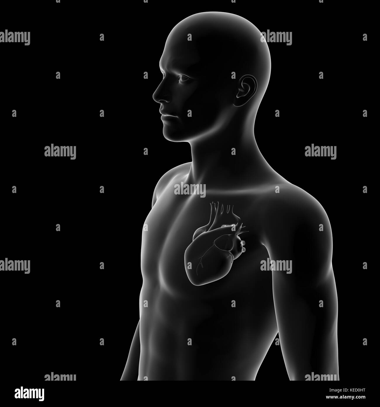 Coeur de l'homme, de l'anatomie Banque D'Images