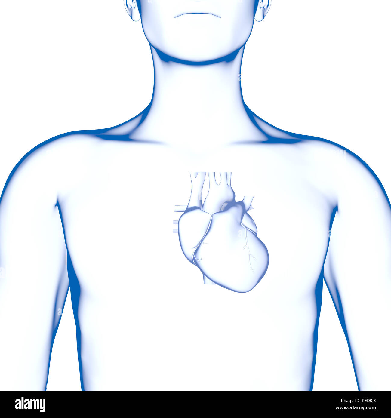 Coeur de l'homme, de l'anatomie Banque D'Images