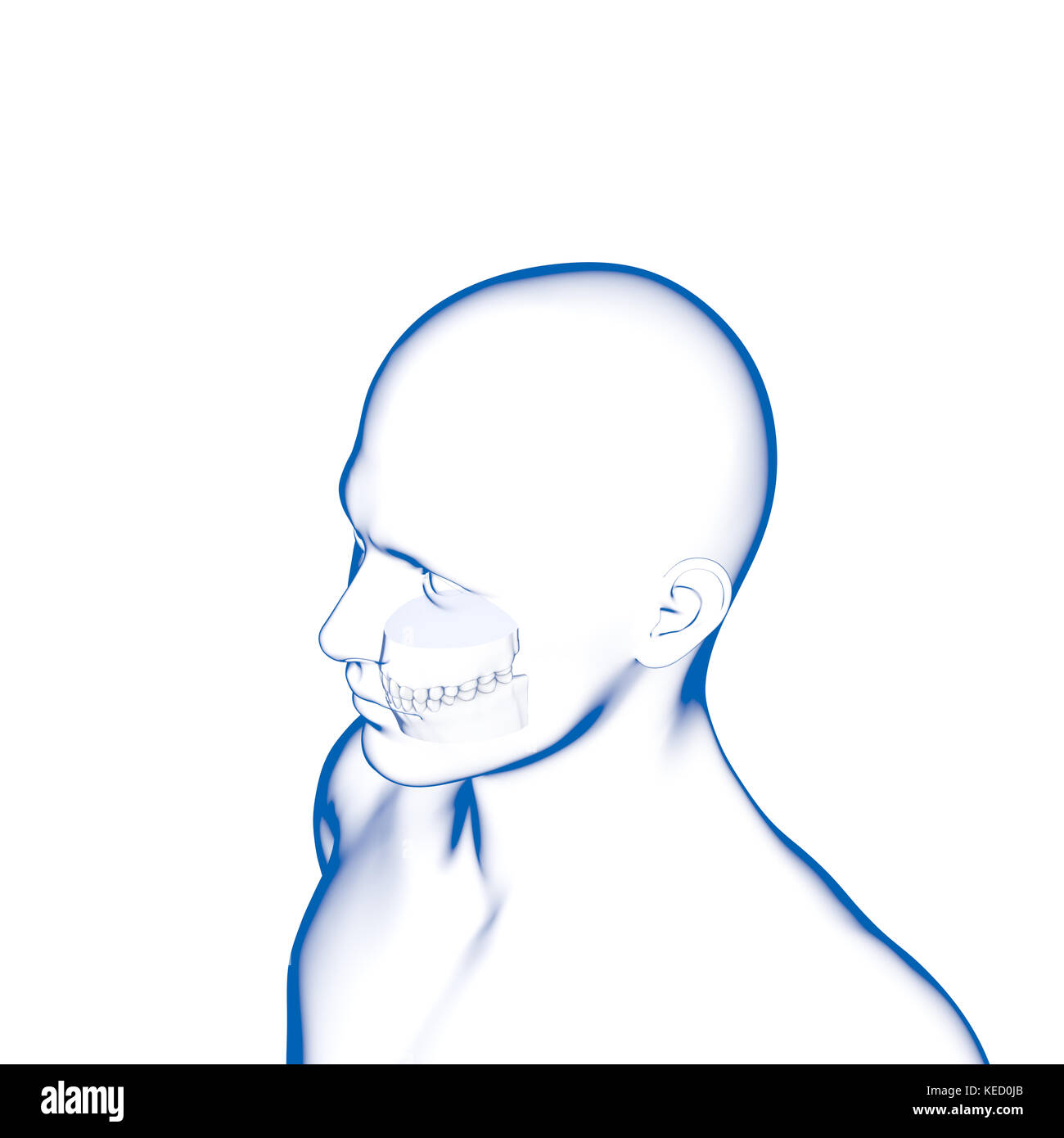 Dents humaines, modèle dentaire Banque D'Images