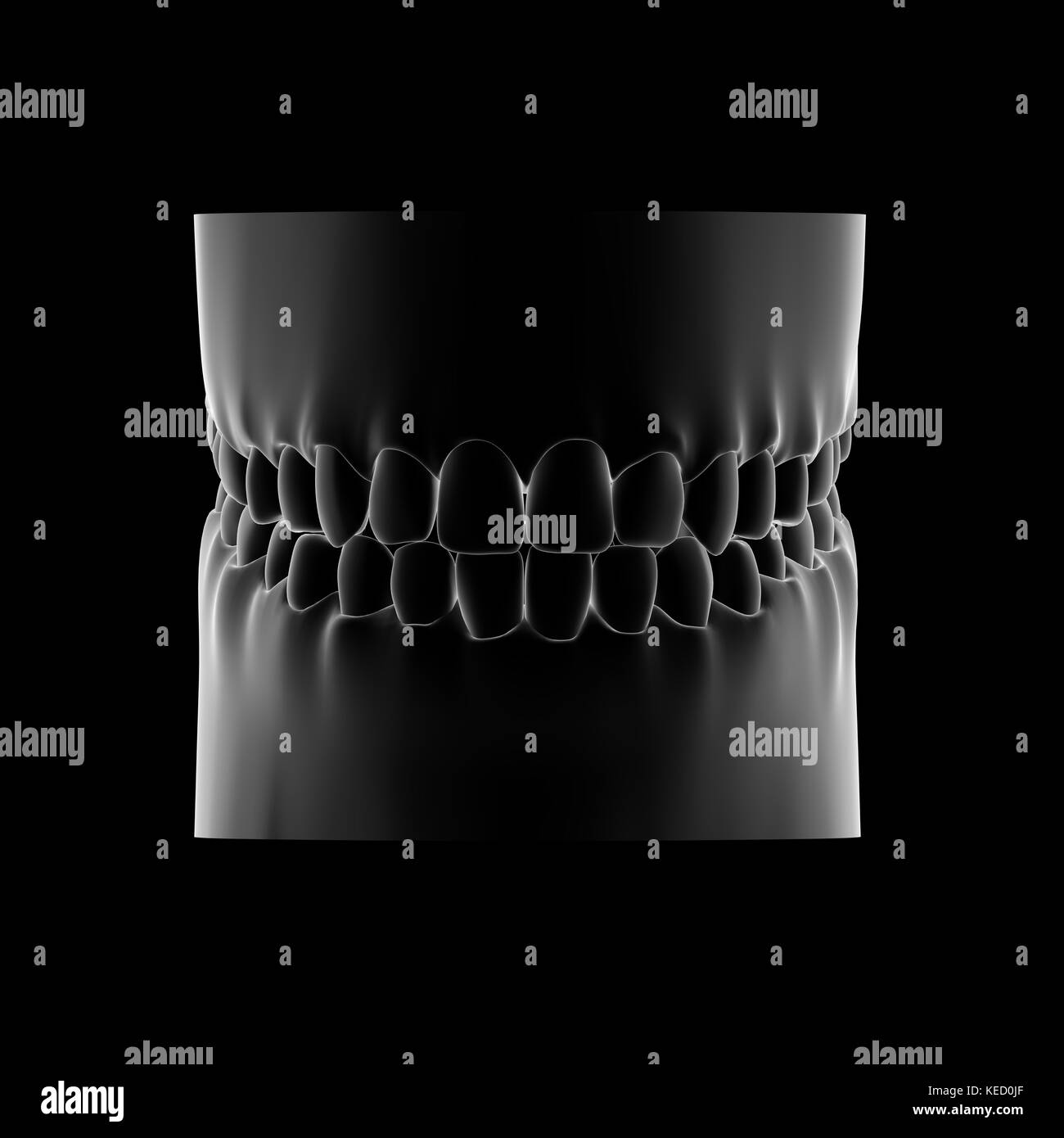 Dents humaines, modèle dentaire Banque D'Images