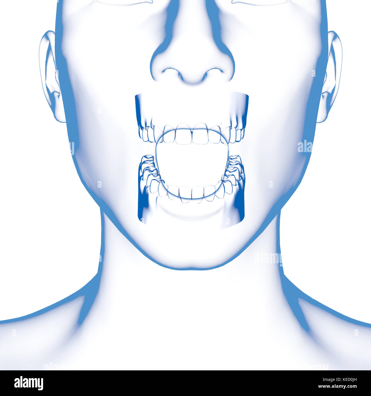 Dents humaines, modèle dentaire Banque D'Images