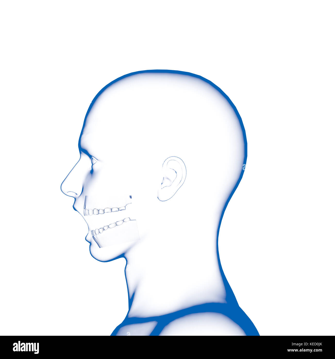 Dents humaines, modèle dentaire Banque D'Images