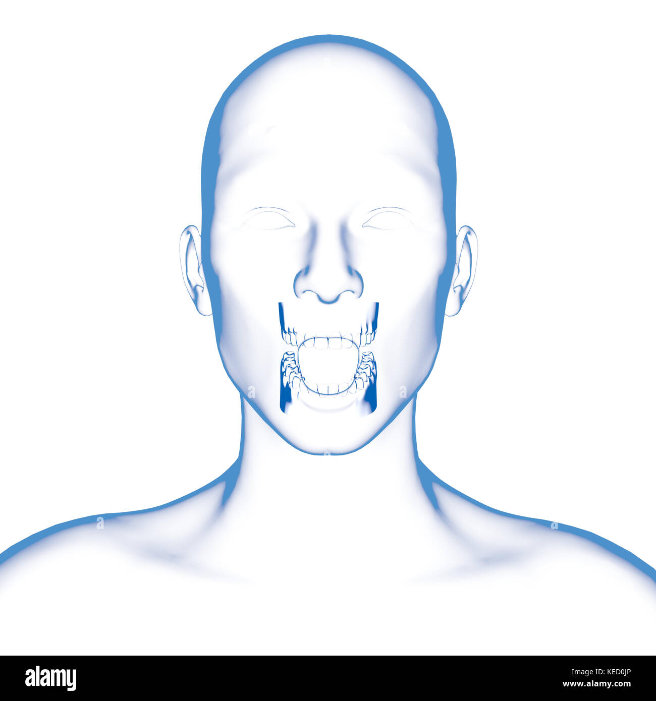 Dents humaines, modèle dentaire Banque D'Images