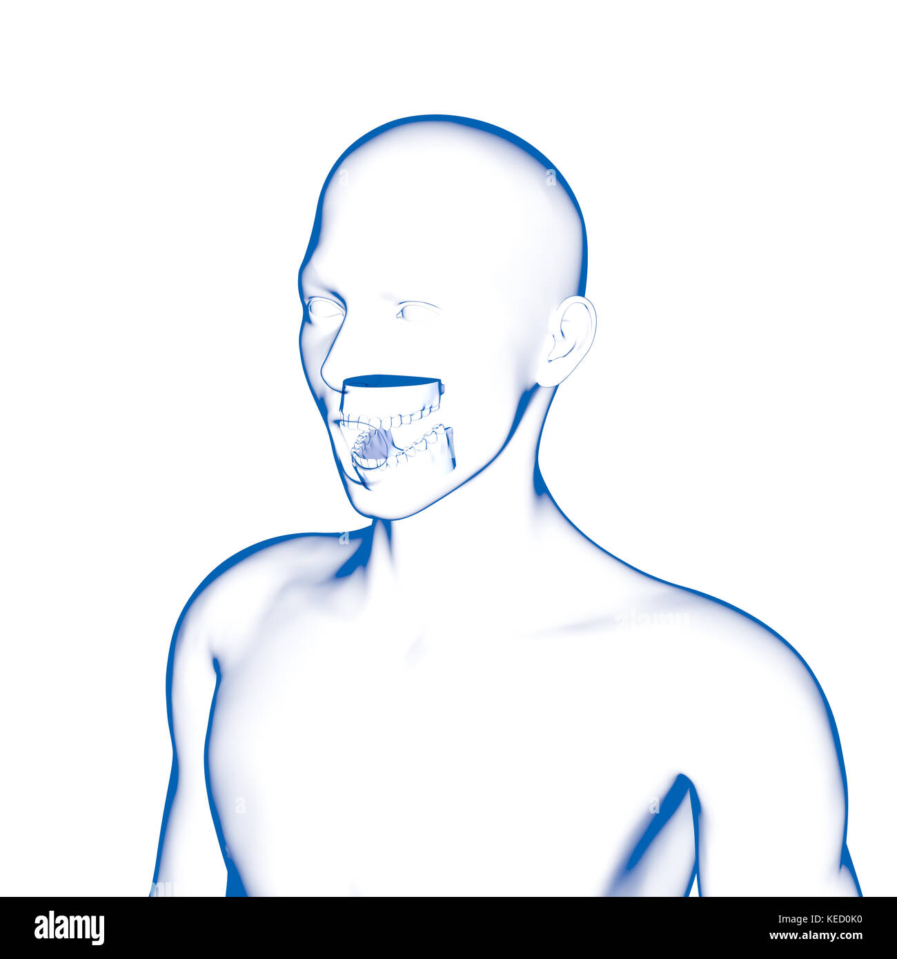 Dents humaines, modèle dentaire Banque D'Images