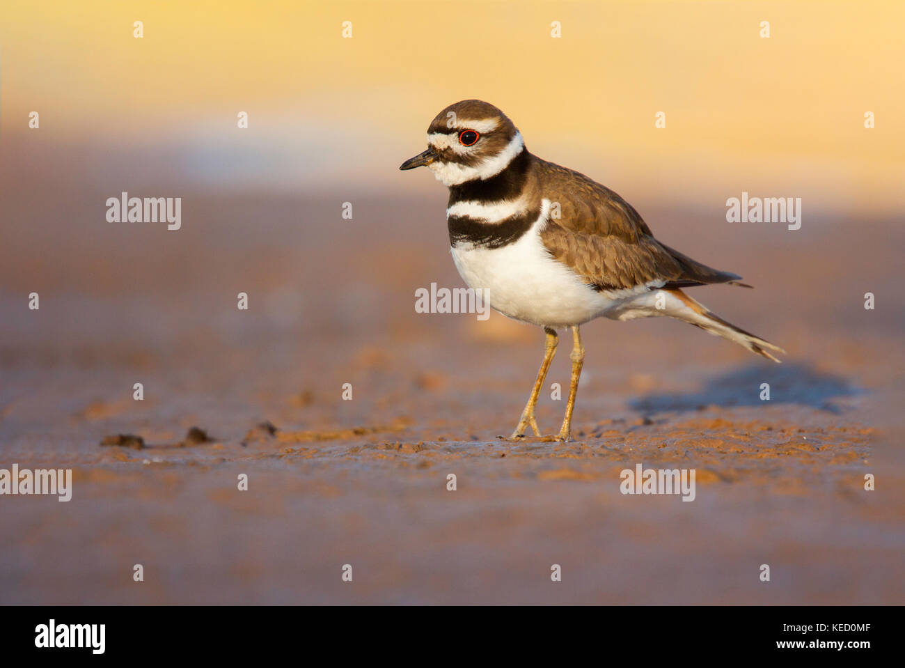 Le Pluvier kildir Charadrius vociferus Gilbert, maracopa county, Arizona, united states 9 adultes février turdidés Banque D'Images