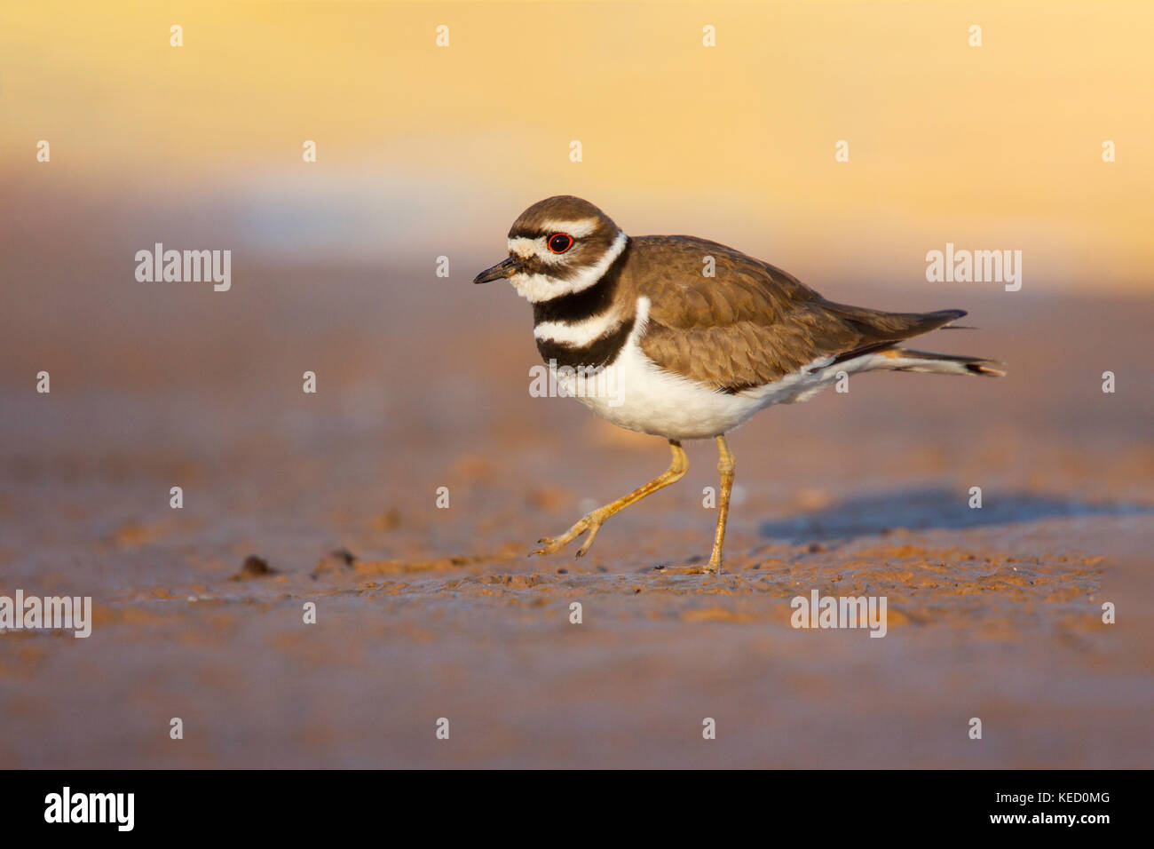 Le Pluvier kildir Charadrius vociferus Gilbert, maracopa county, Arizona, united states 9 adultes février turdidés Banque D'Images