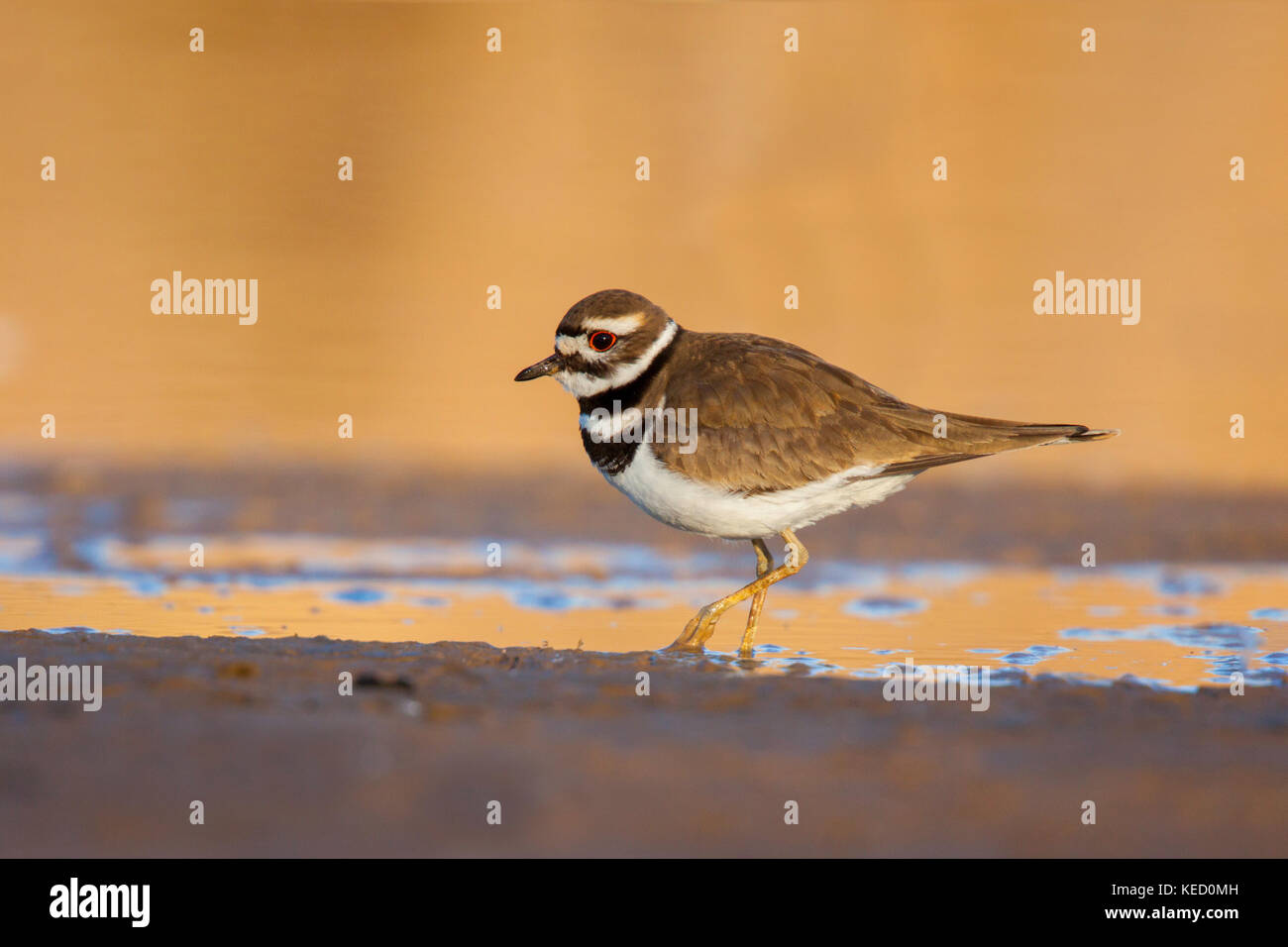 Le Pluvier kildir Charadrius vociferus Gilbert, maracopa county, Arizona, united states 9 adultes février turdidés Banque D'Images