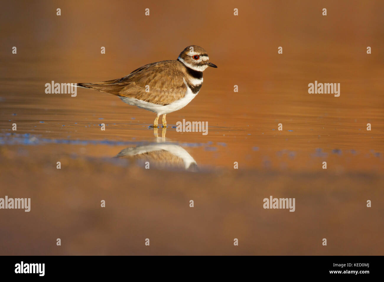 Le Pluvier kildir Charadrius vociferus Gilbert, maracopa county, Arizona, united states 9 adultes février turdidés Banque D'Images
