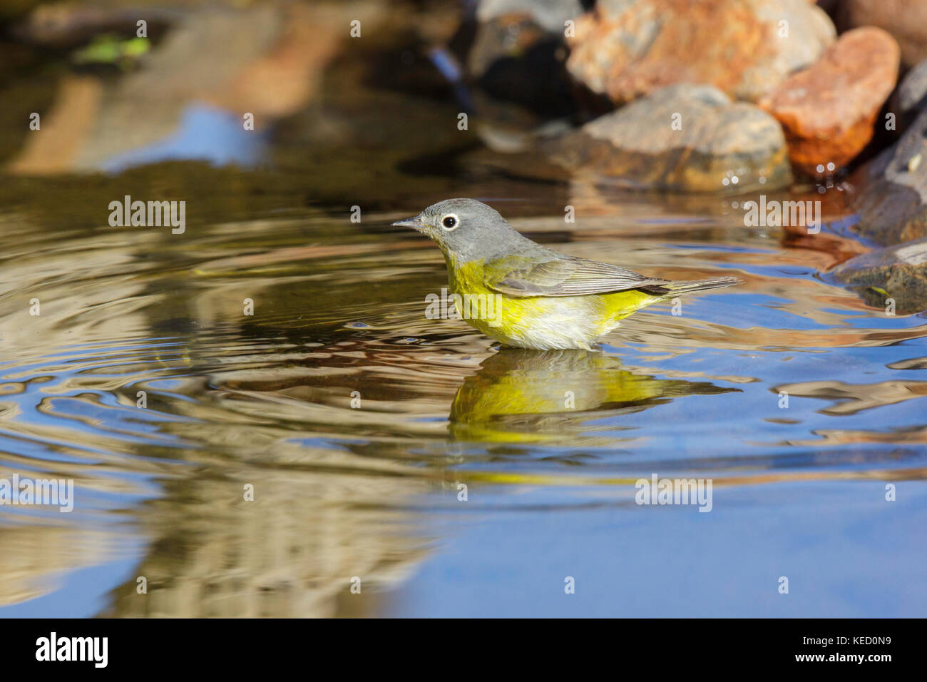 Nashville Warbler Vermivora ruficapilla amado, dans le comté de Santa Cruz, Arizona, united states 16 avril 2011 des profils parulidae Banque D'Images