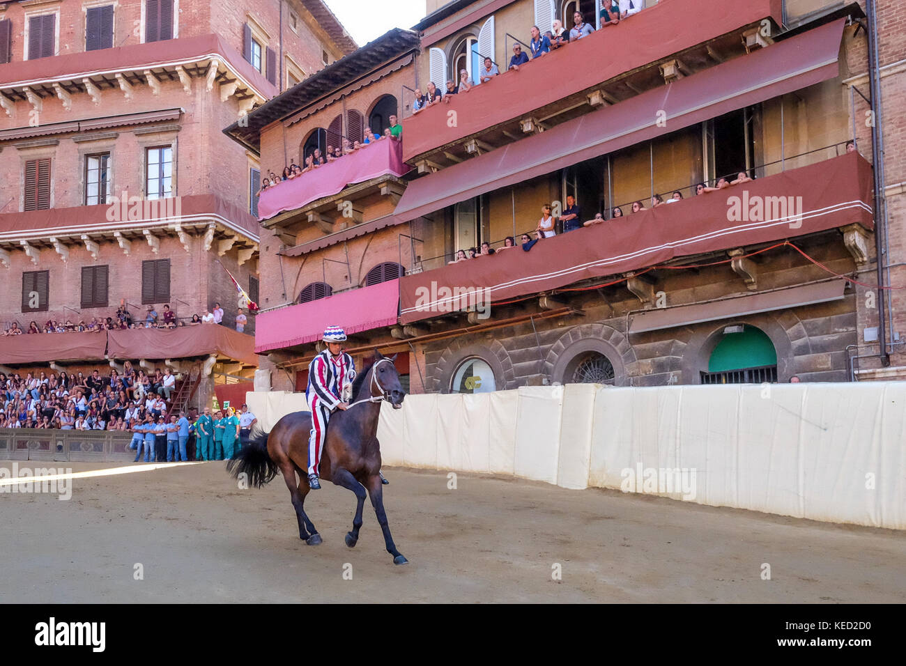 Sienne, ITALIE. 15 août 2017 un cheval court au Palio di Siena Banque D'Images