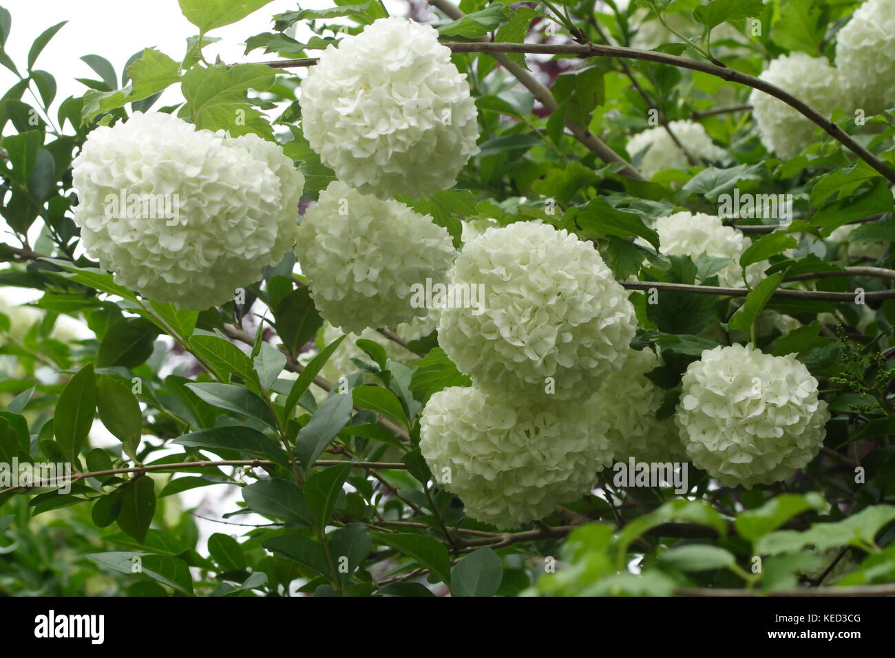 'Boule de neige Viburnum opulus' en fleurs Banque D'Images