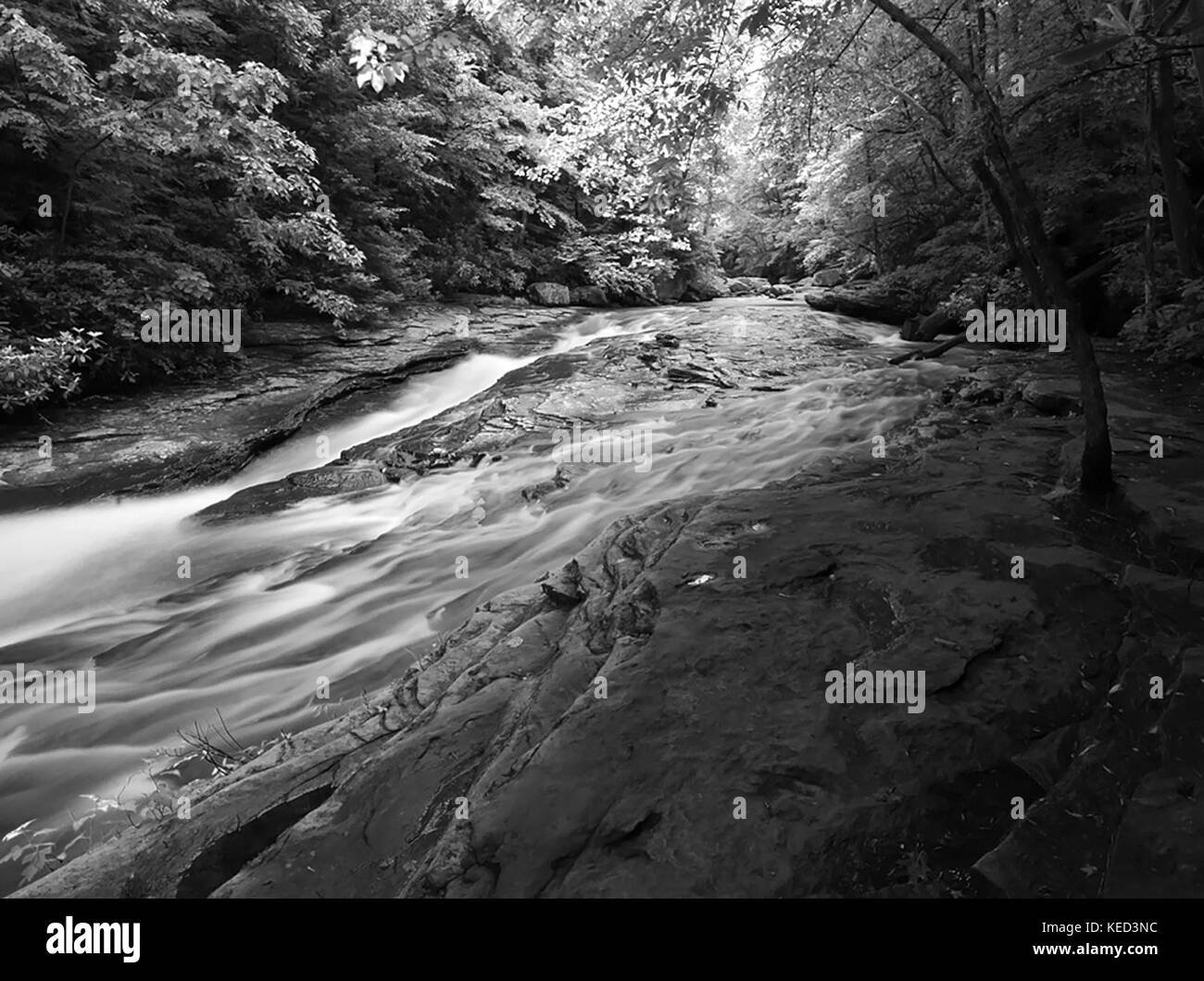 Un ruisseau de montagne qui s'écoule si les bois en noir et blanc Banque D'Images