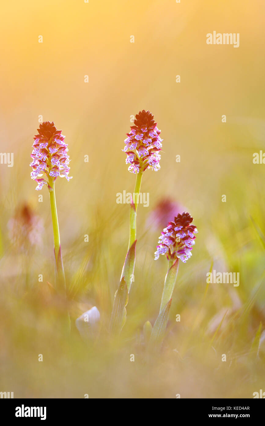 Brûlé-tip (neotinea ustulata) orchidée dans un pré, Thuringe, Allemagne Banque D'Images