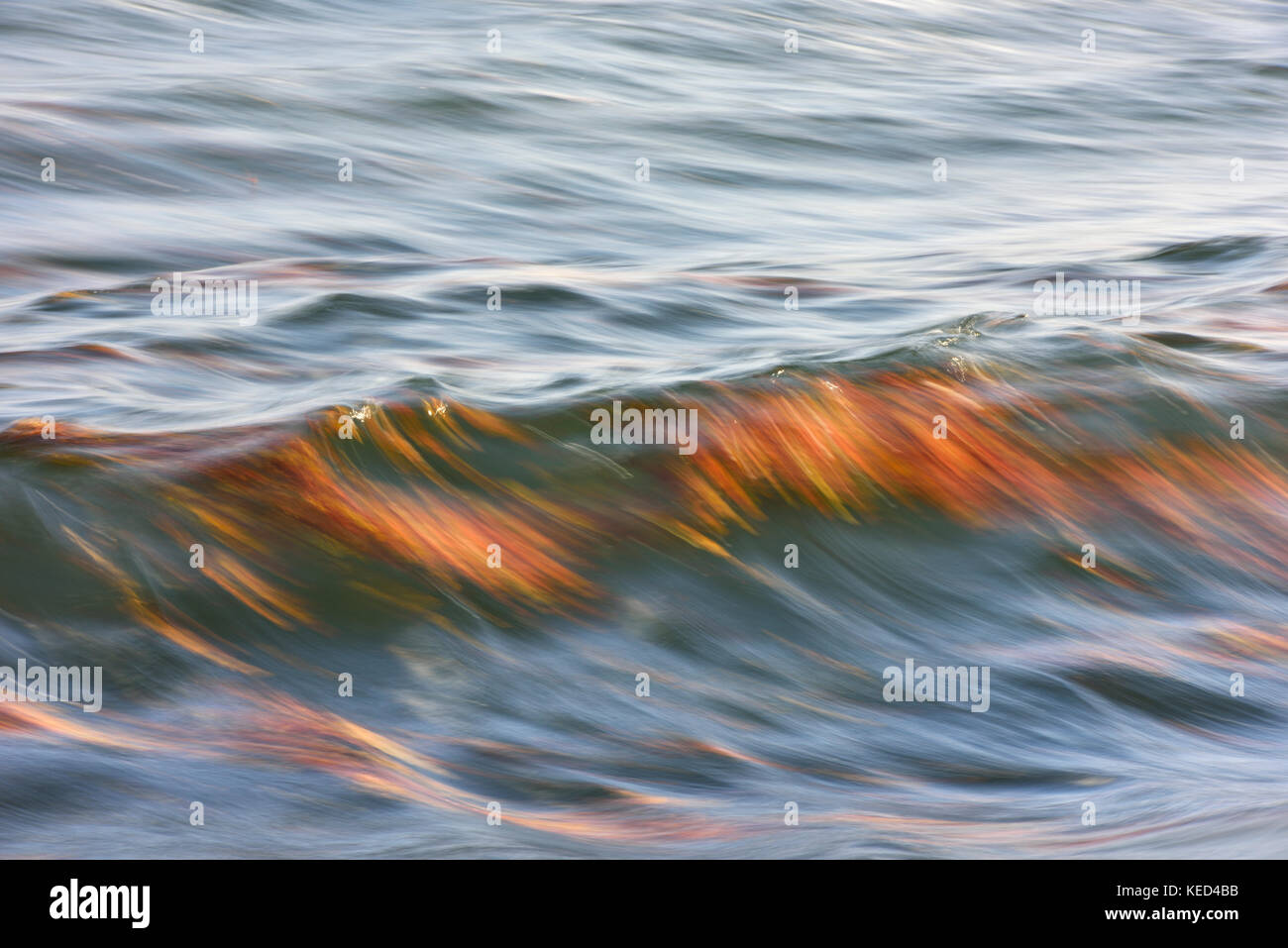 Feuilles colorées dérivant dans les vagues de la mer Baltique, Panning, Rügen, Mecklenburg-Poméranie occidentale, Allemagne Banque D'Images