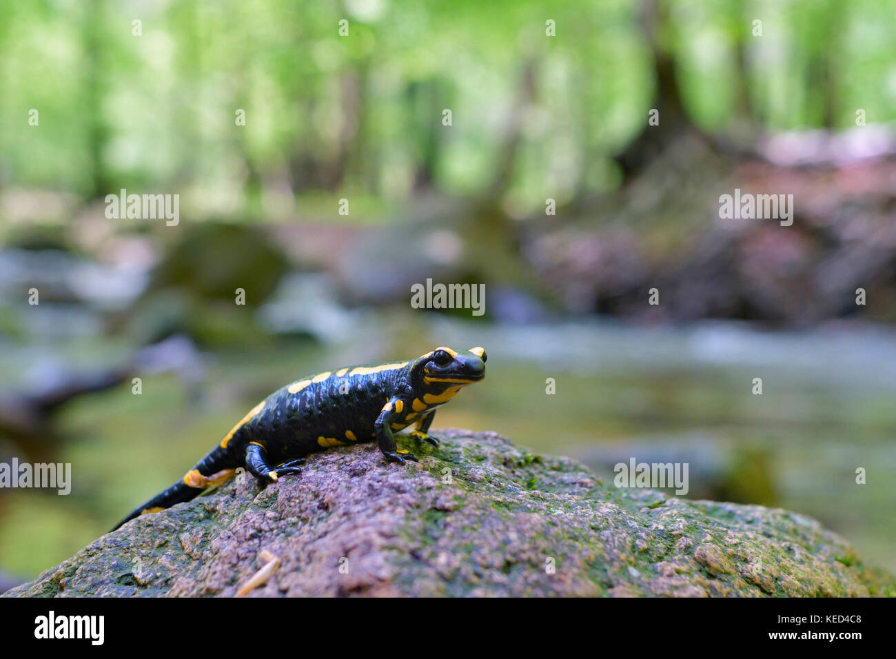 (Salamandra salamandra salamandre de feu) sur la pierre, le ruisseau de montagne ilse, Harz, SAXE-ANHALT, Allemagne Banque D'Images