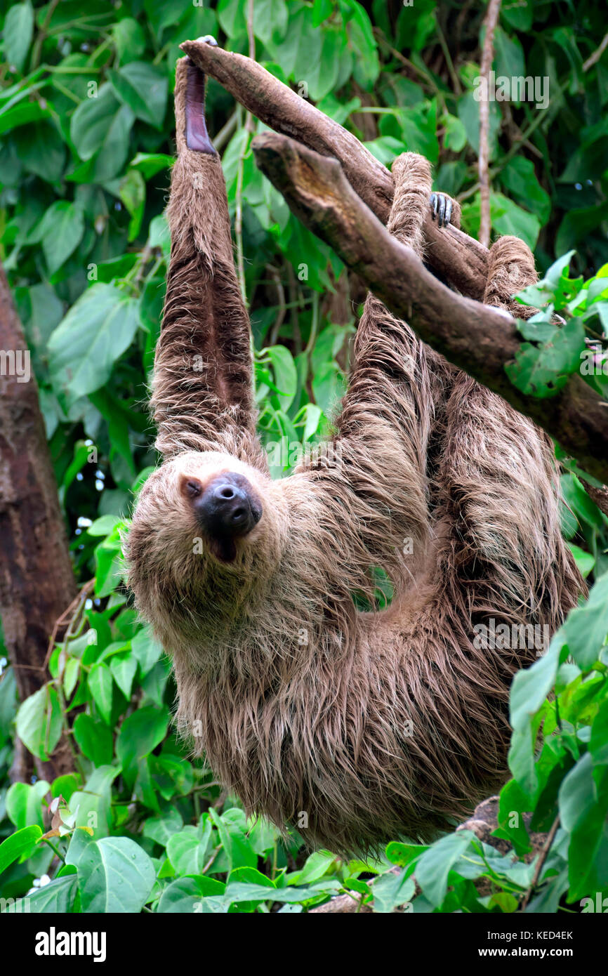 Deux doigts de Linné sloth (Choloepus didactylus), captive, occurrences dans le centre et le nord de l'Amérique du Sud Banque D'Images