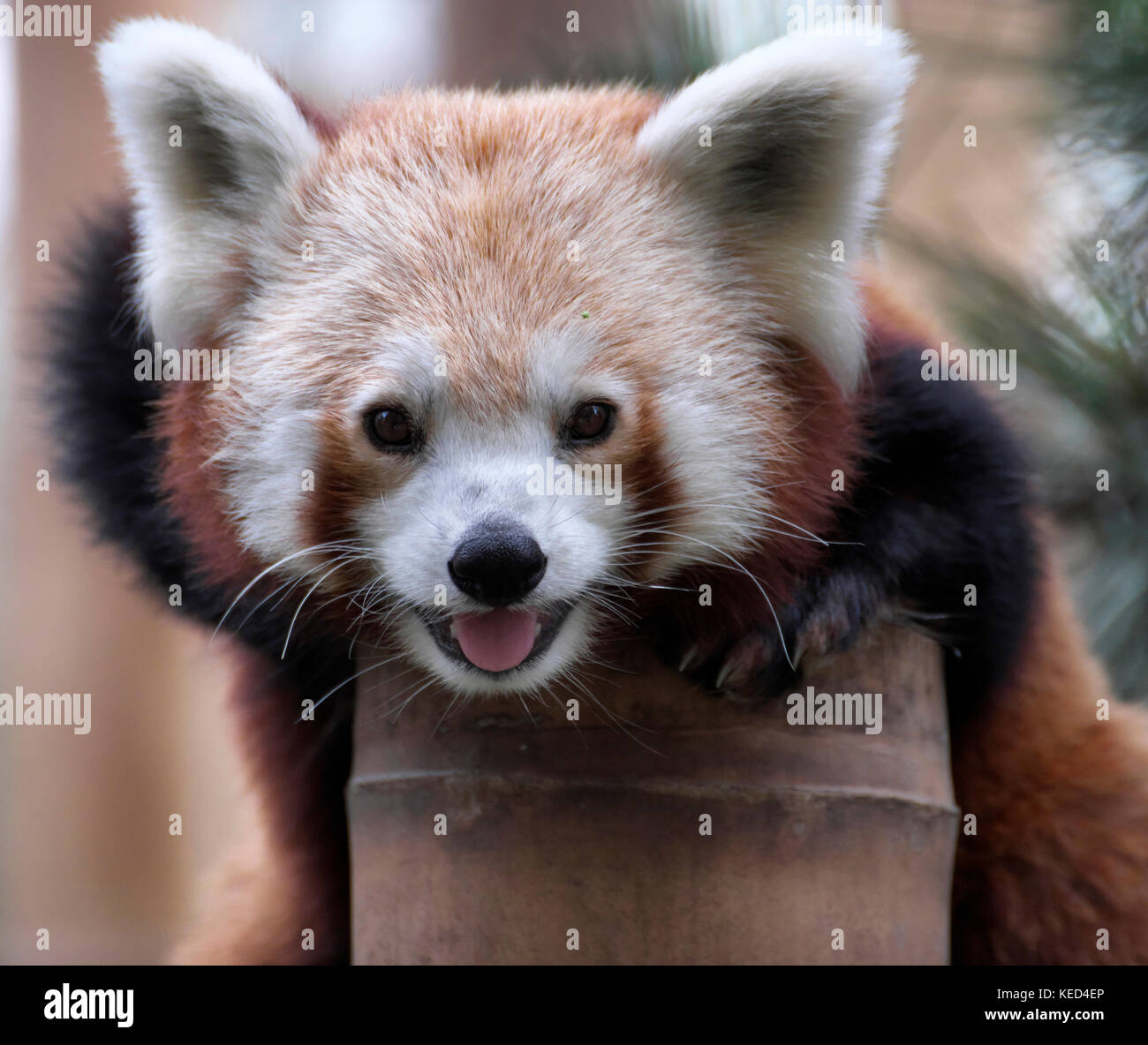 Le panda rouge (Ailurus fulgens), captive, occurrences de l'Est de l'himalaya, le sud-ouest de la Chine Banque D'Images