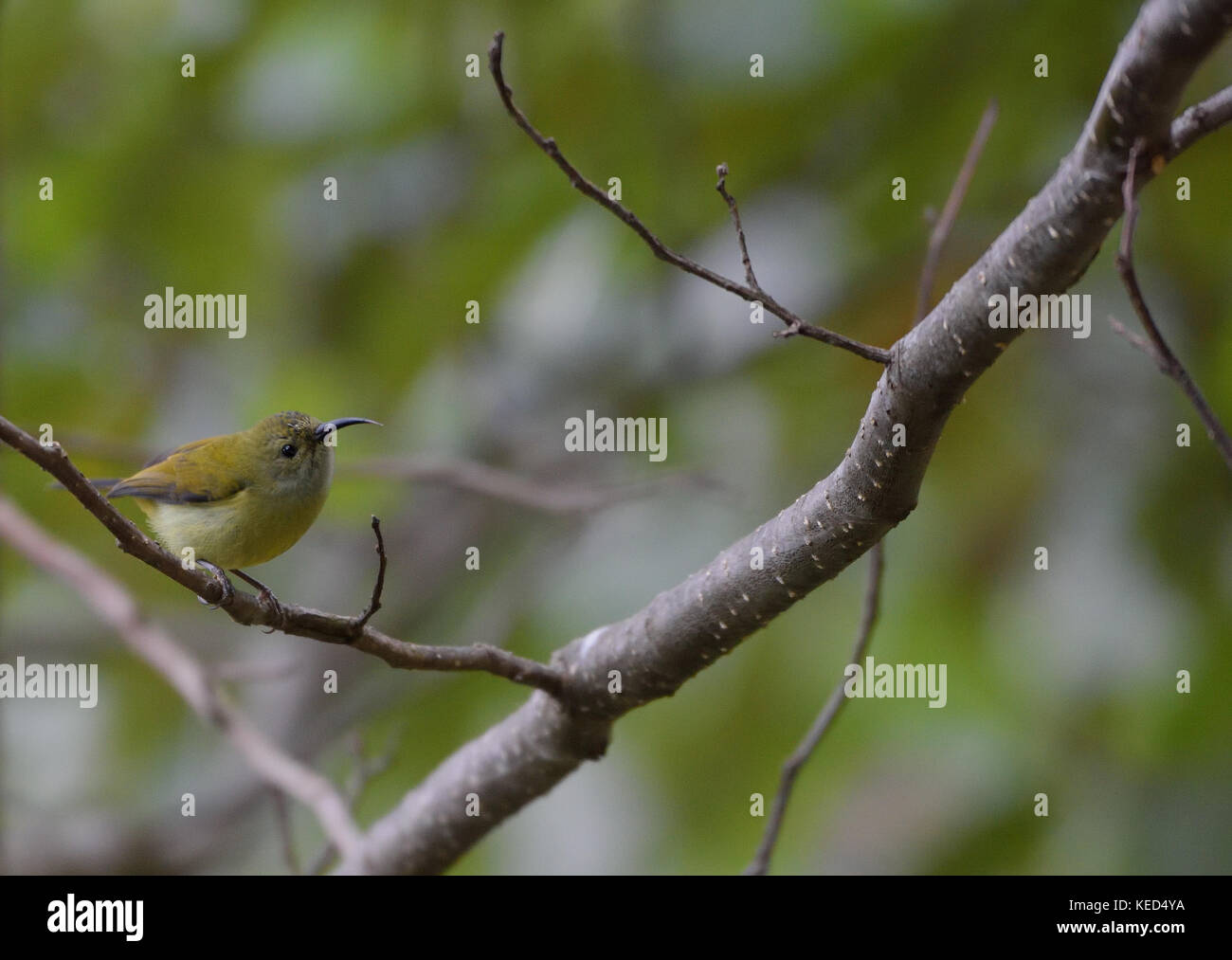 Souimanga à queue verte (aethopyga nipalensis) ou le Népal à dos jaune femelle souimanga à eaglenest Wildlife Sanctuary, Arunachal Pradesh, Inde Banque D'Images