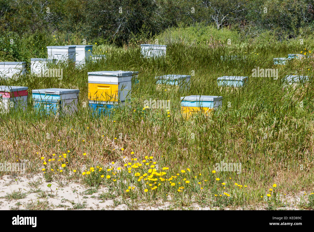 L'Apiculture rucher entouré d'herbe verte Banque D'Images