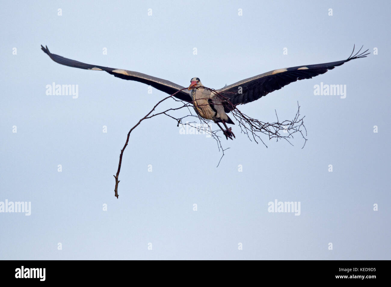 Héron cendré (Ardea cinerea) avec le matériel du nid dans son bec, l'Allemagne, de l'Europe Banque D'Images