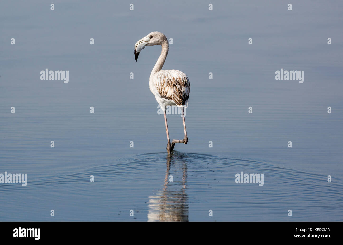 Flamingo gris dans le parc national de camargue Banque D'Images