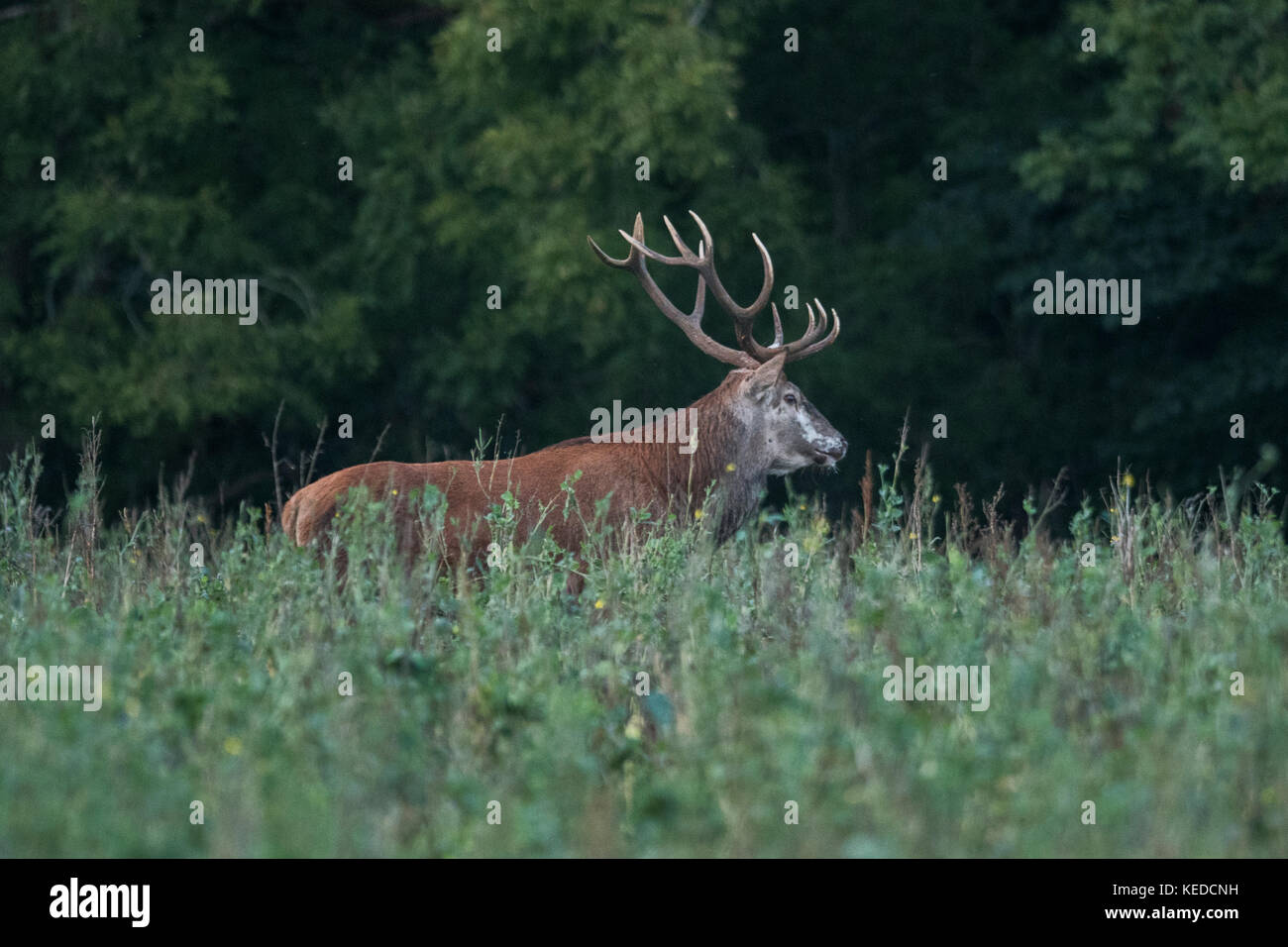 Red Deer mâle en période de reproduction Banque D'Images