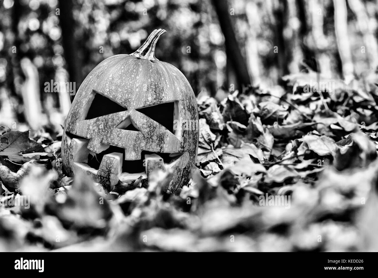 Halloween. halloween jack-o-lanterne sur les feuilles d'automne comme un crâne humain sur les feuilles dans la forêt. Banque D'Images