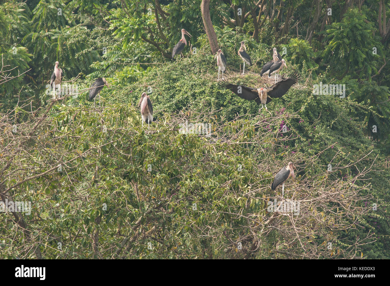 Une colonie de cigognes marabout se percher dans un arbre au-dessus d'une rue animée à Kampala, Ouganda. Banque D'Images