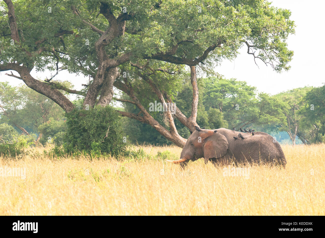 Bull elephant dans l'herbe haute, Murchison Falls, parc national, de l'Ouganda. Banque D'Images