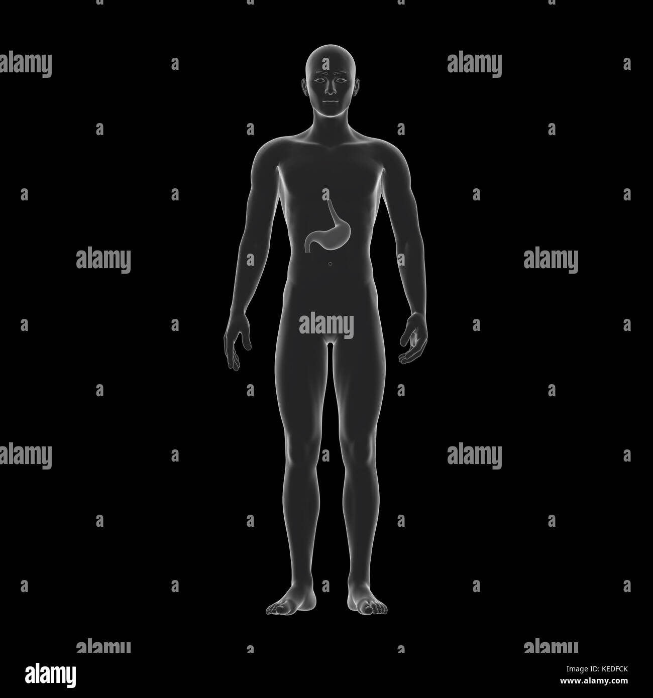 L'estomac, organe interne, corps humain Banque D'Images