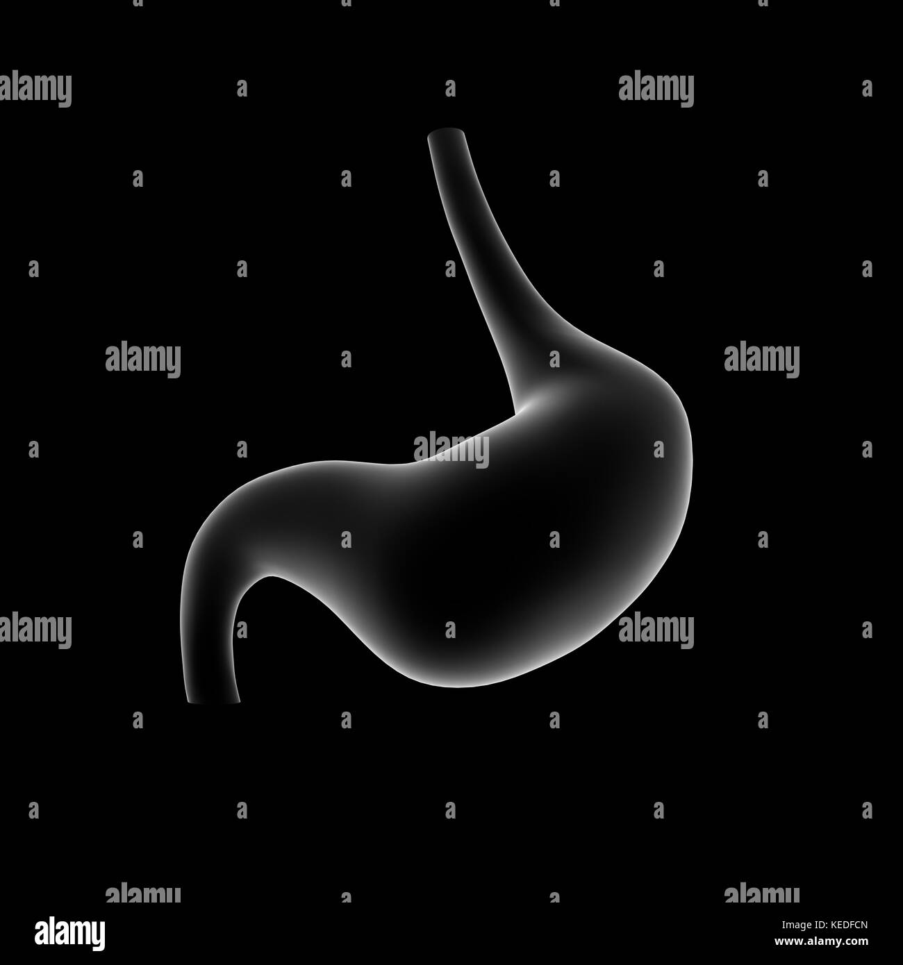 L'estomac, organe interne, corps humain Banque D'Images