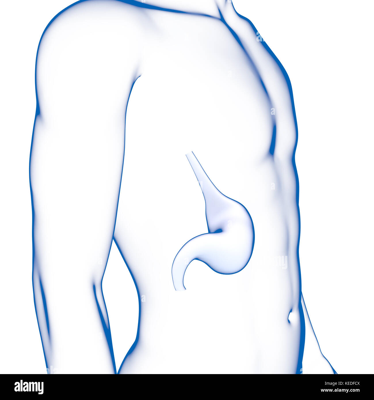 Les droits de l'estomac, illustration médicale Banque D'Images